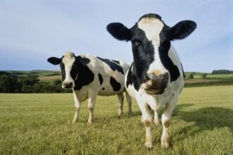 DEX Aggregator CoW Swap Targets 33% Trading Boost With Collaboration Feature, More Rewards